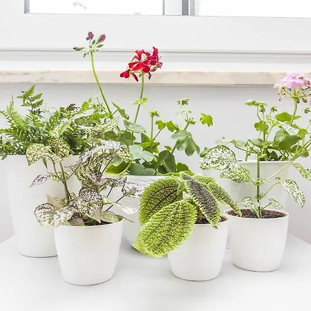 Apartman Calado Lisboa